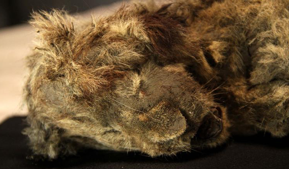 Perfectly preserved cave lion cub found frozen in Siberia is 28,000 years old.